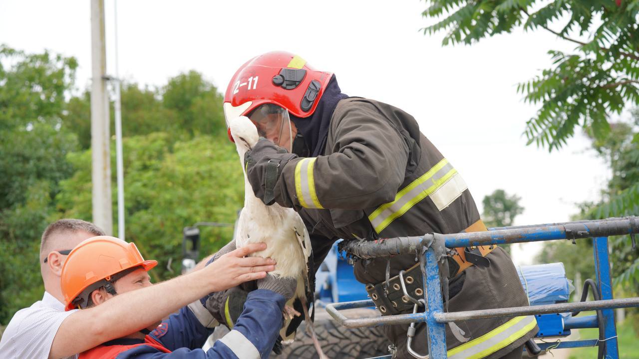 В Брестском районе энергетики помогли аистятам вернуться домой