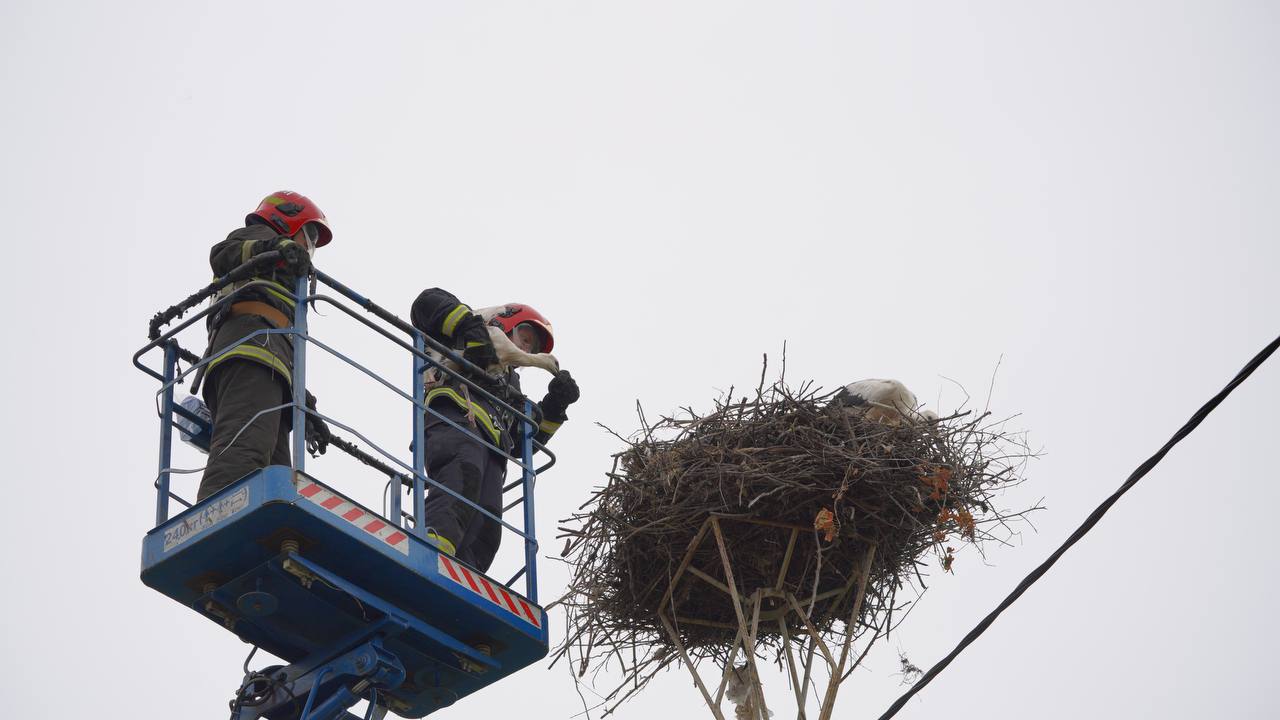 В Брестском районе энергетики помогли аистятам вернуться домой