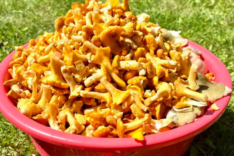 В лесах Беларуси небывалый урожай лисичек. Грибники делятся своими находками