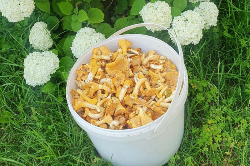 В лесах Беларуси небывалый урожай лисичек. Грибники делятся своими находками