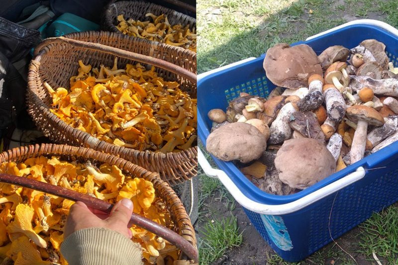 В лесах Беларуси небывалый урожай лисичек. Грибники делятся своими находками