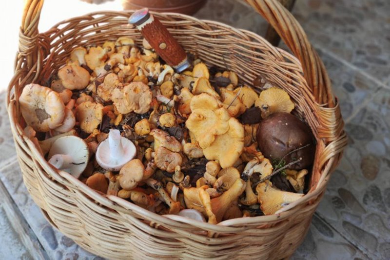 В лесах Беларуси небывалый урожай лисичек. Грибники делятся своими находками