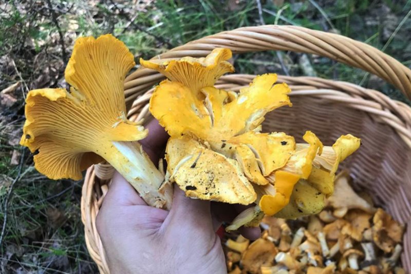 В лесах Беларуси небывалый урожай лисичек. Грибники делятся своими находками