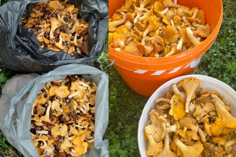 В лесах Беларуси небывалый урожай лисичек. Грибники делятся своими находками