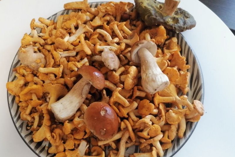 В лесах Беларуси небывалый урожай лисичек. Грибники делятся своими находками