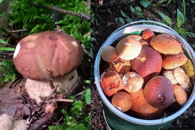 В лесах Беларуси небывалый урожай лисичек. Грибники делятся своими находками