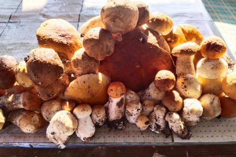 В лесах Беларуси небывалый урожай лисичек. Грибники делятся своими находками