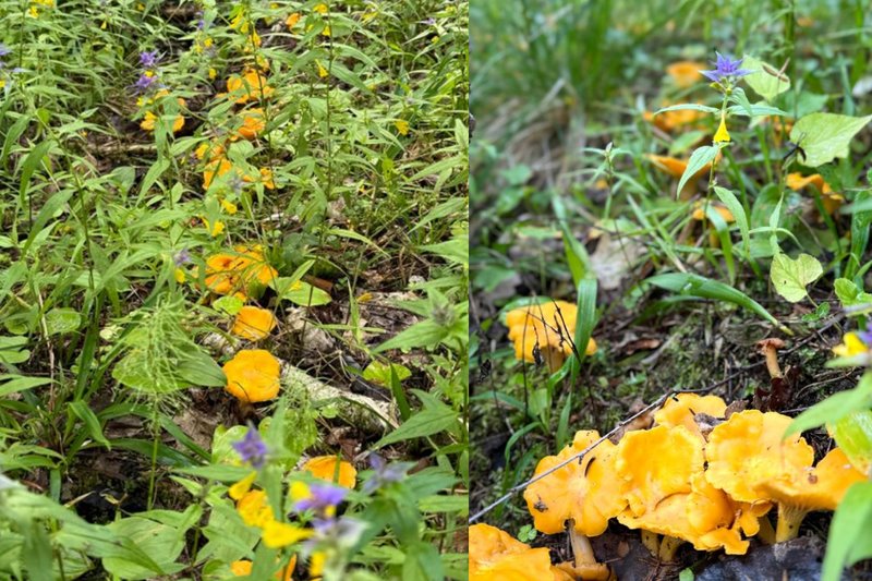 В лесах Беларуси небывалый урожай лисичек. Грибники делятся своими находками