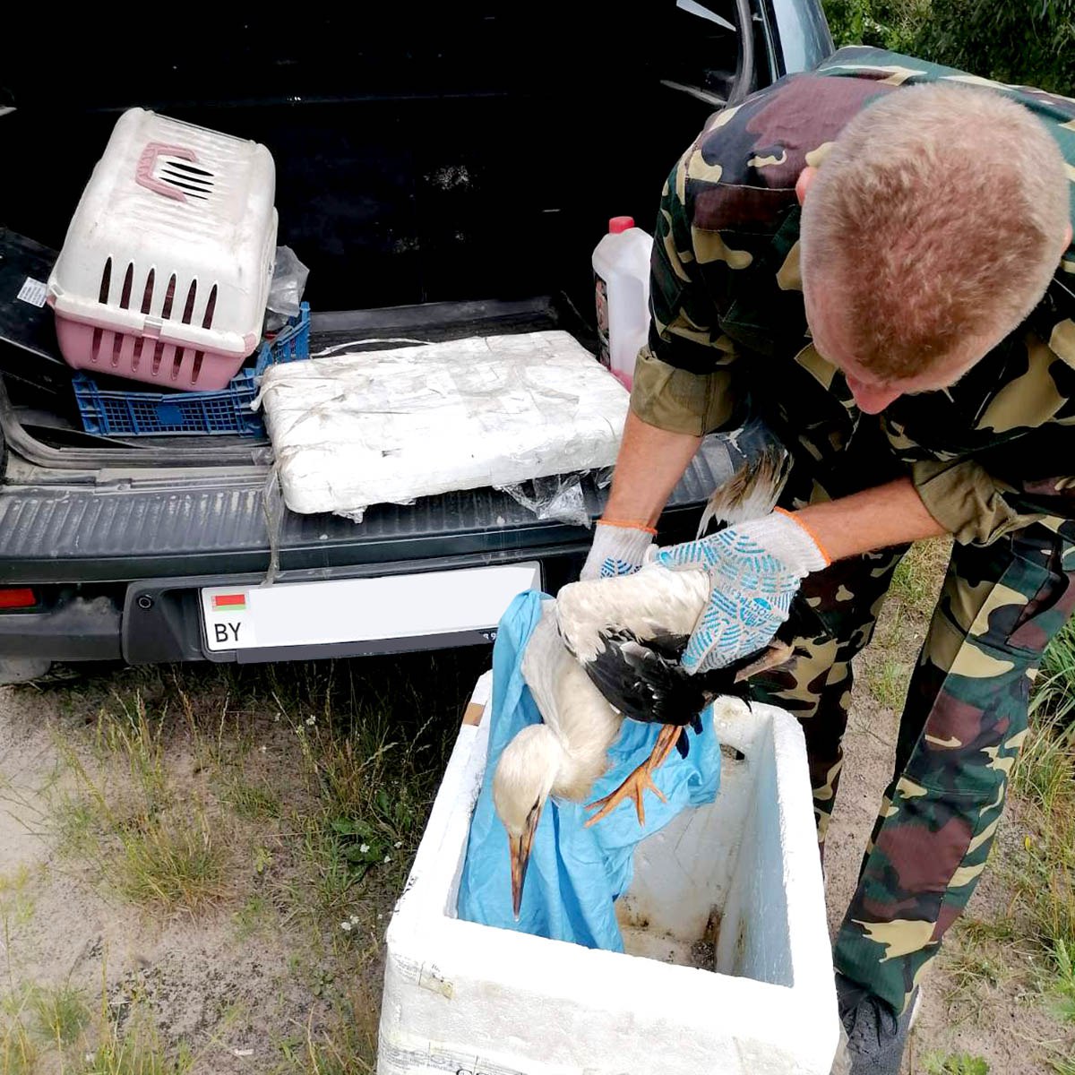 В Пинском районе после бури спасли двух аистов: они получили серьезные травмы крыльев