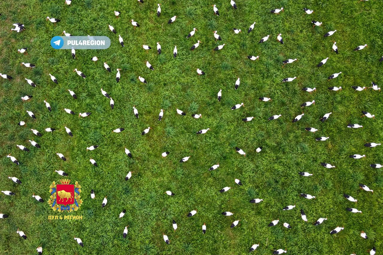 Такого вы еще не видели! Полтысячи аистов слетелись на одном поле под Гродно