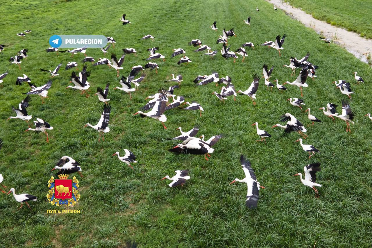 Такого вы еще не видели! Полтысячи аистов слетелись на одном поле под Гродно
