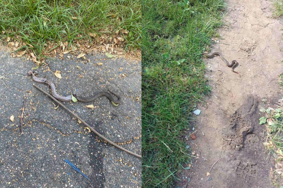Район Борисова атакуют гадюки. Жильцы спасаются своими силами
