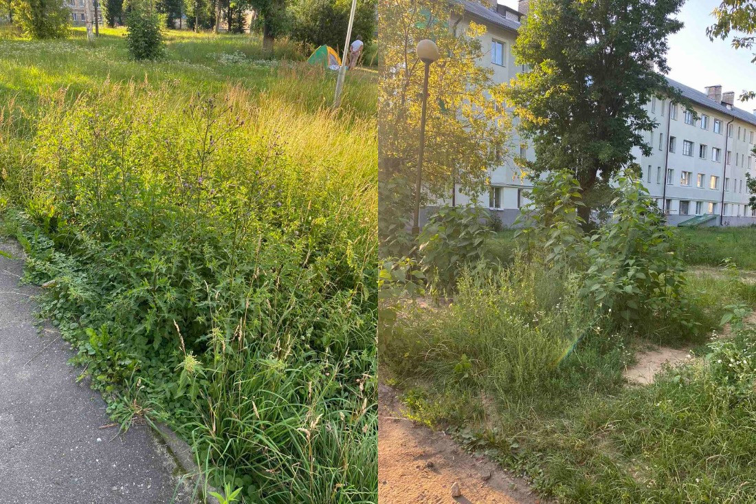 Район Борисова атакуют гадюки. Жильцы спасаются своими силами