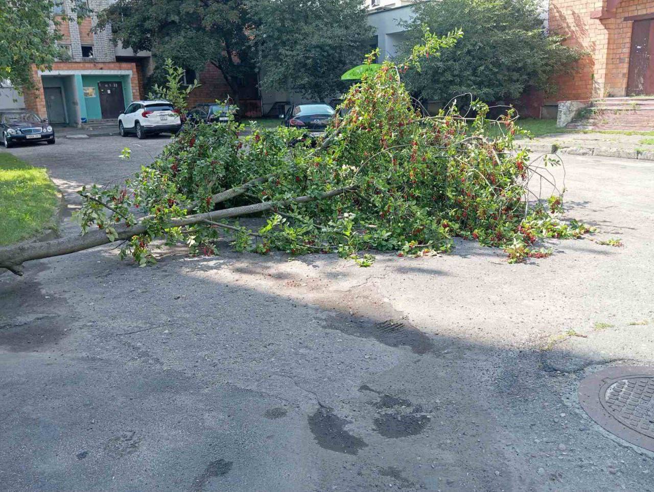 На выходных в Бресте упало 6 деревьев