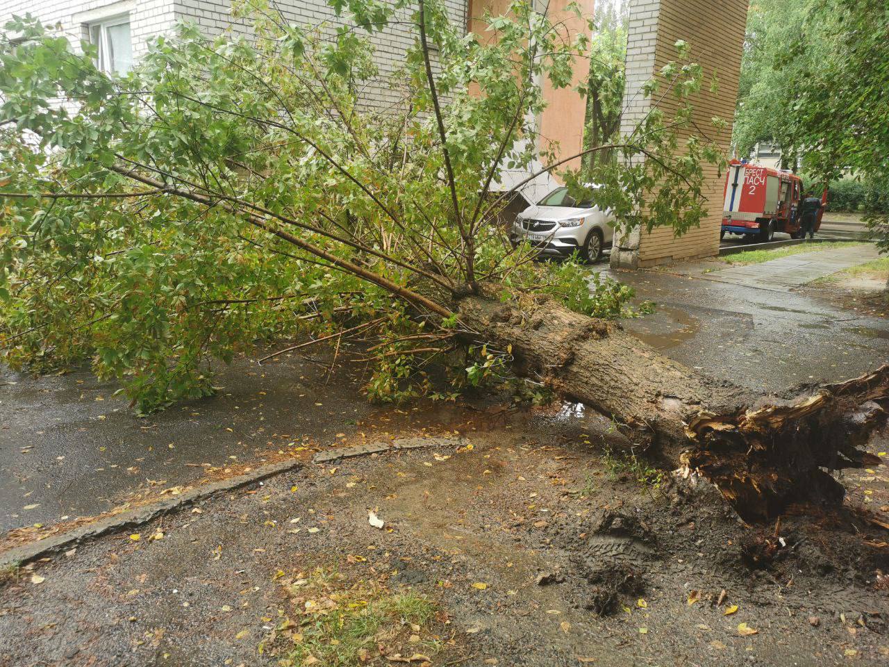 На выходных в Бресте упало 6 деревьев