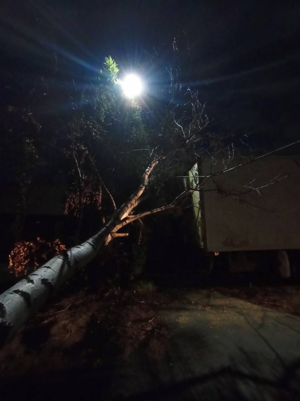 На выходных в Бресте упало 6 деревьев