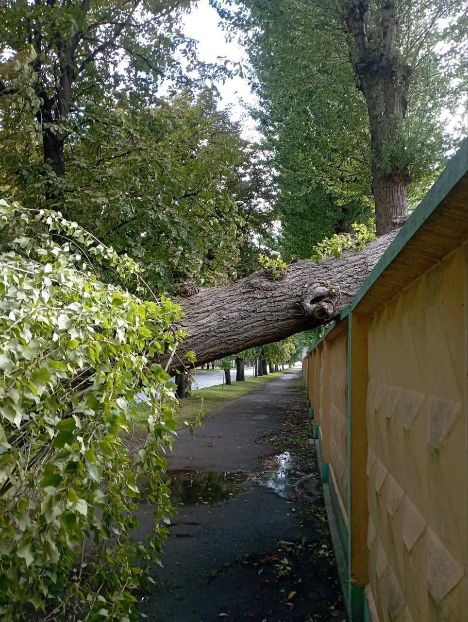 На выходных в Бресте упало 6 деревьев