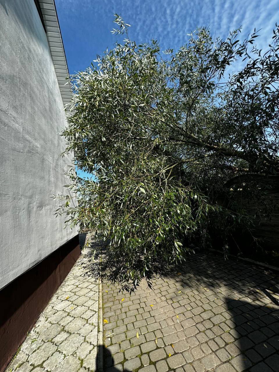 На выходных в Бресте упало 6 деревьев