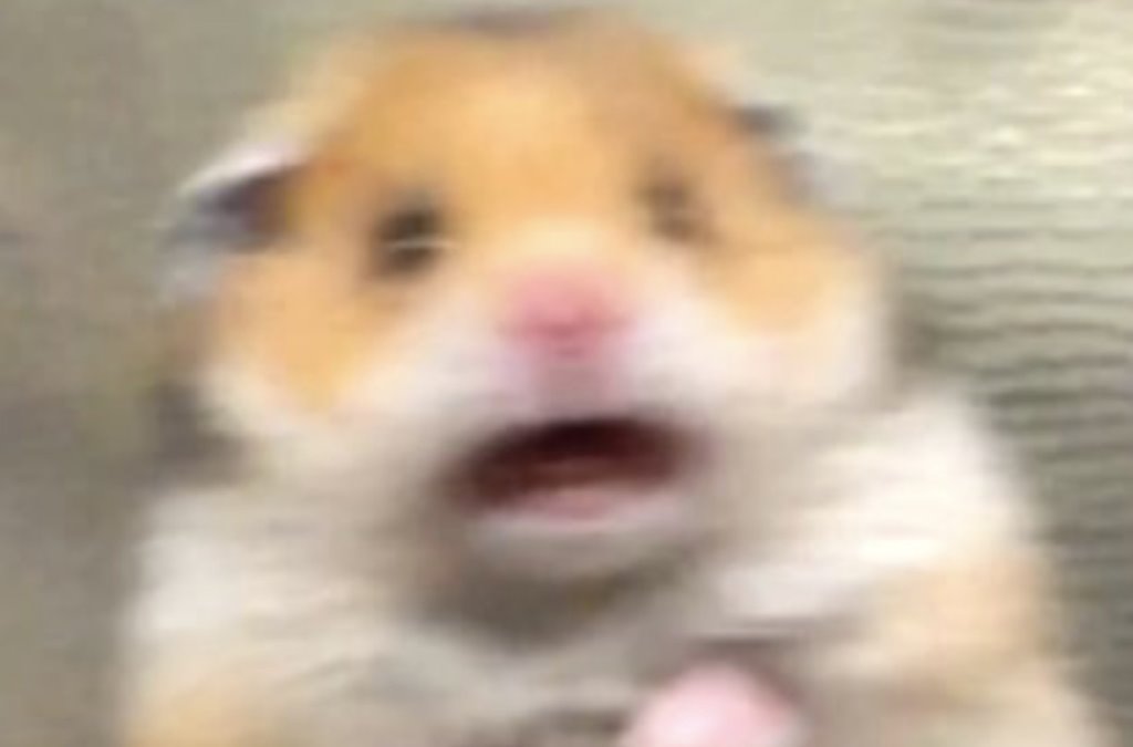 Организаторы Hamster Kombat раздали монеты. Сколько получили пользователи «тапалки»