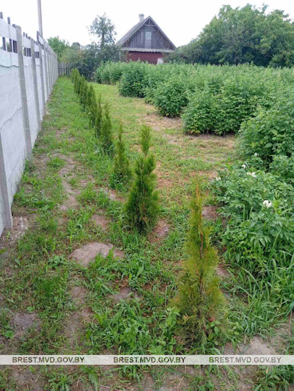 У жителя Бреста на участке выкопали 13 туй. Вот кто это сделал