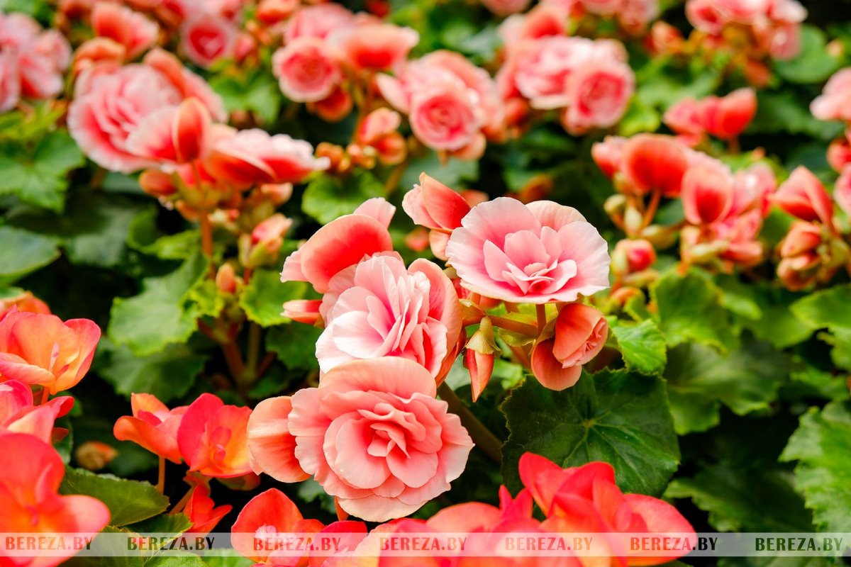 Супруги из Березы показали свой сад