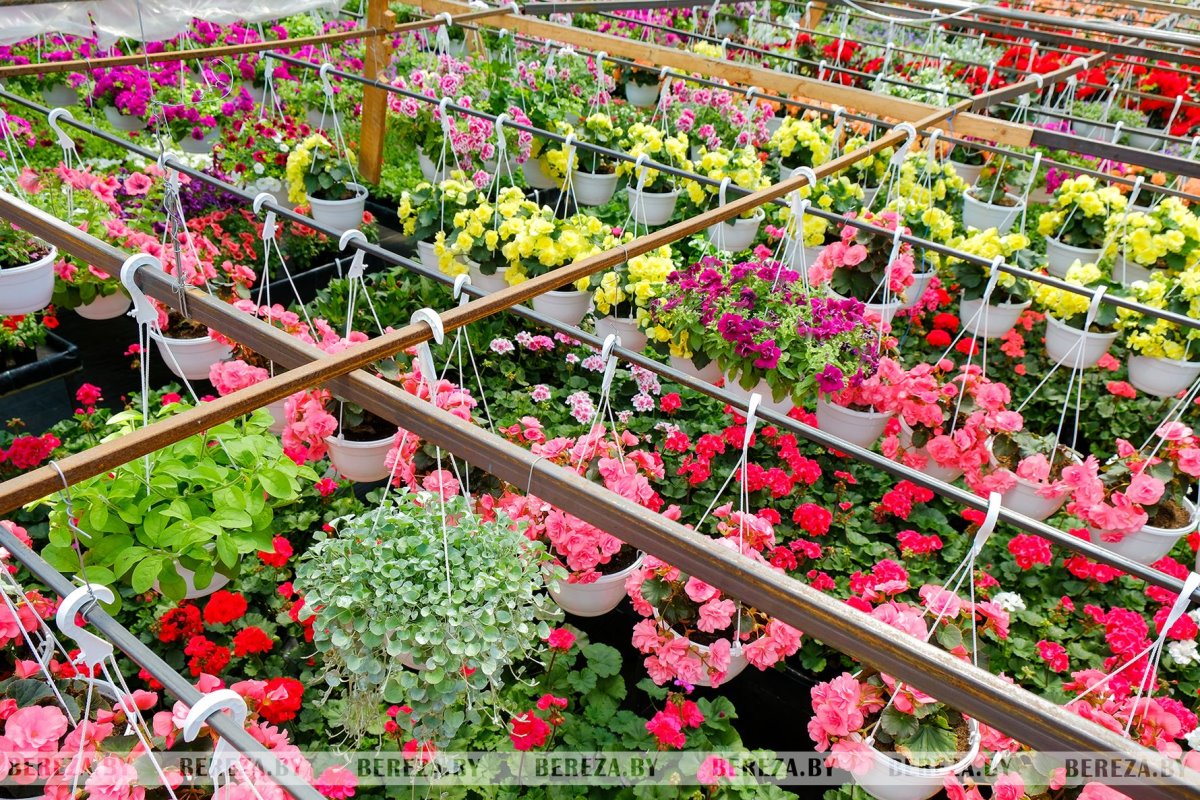 Супруги из Березы показали свой сад