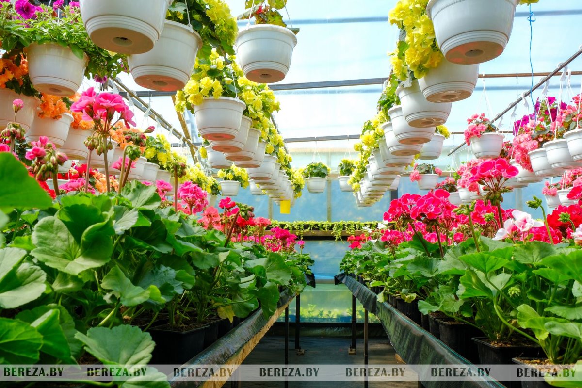 Супруги из Березы показали свой сад