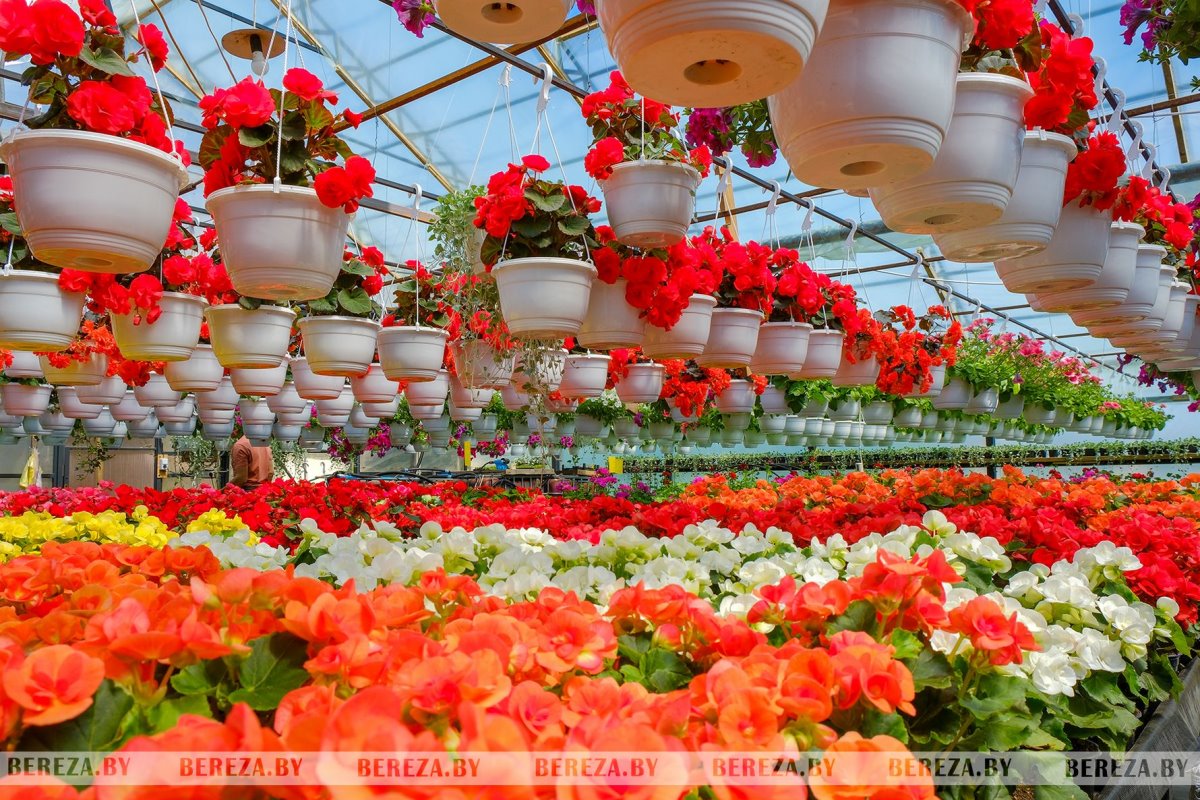 Супруги из Березы показали свой сад