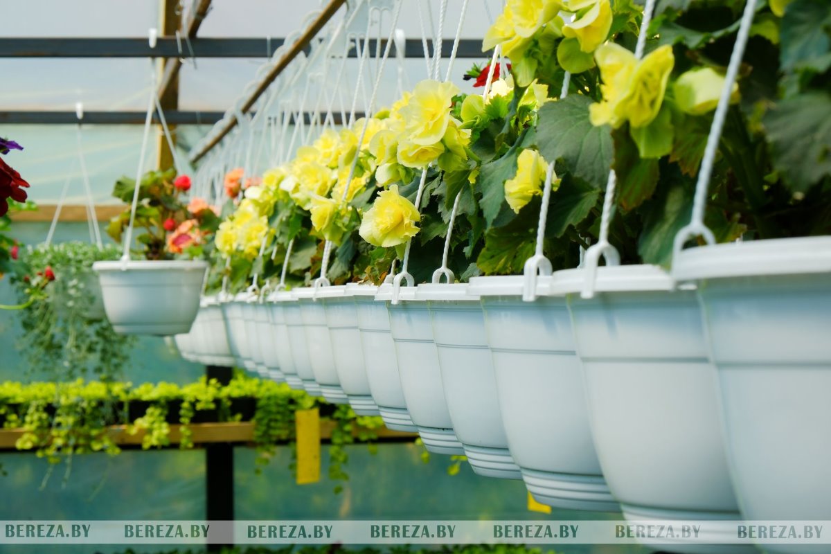 Супруги из Березы показали свой сад