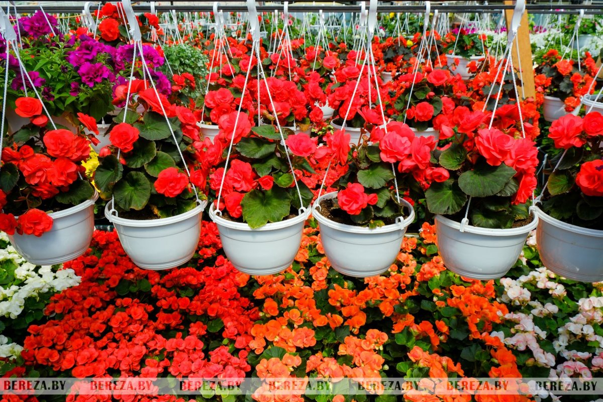 Супруги из Березы показали свой сад