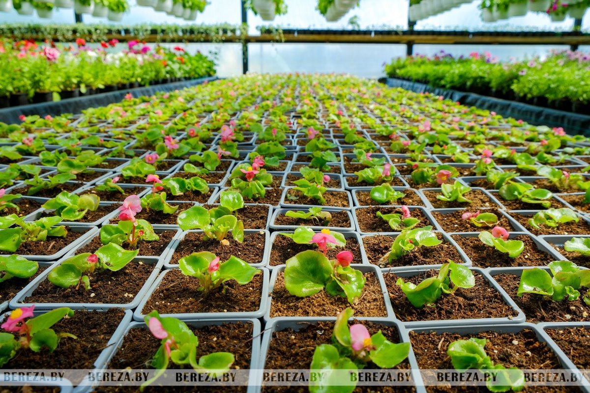 Супруги из Березы показали свой сад
