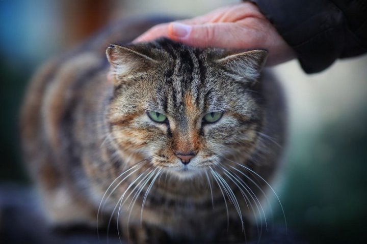 90-летняя брестчанка лишилась сумки, решив погладить котов