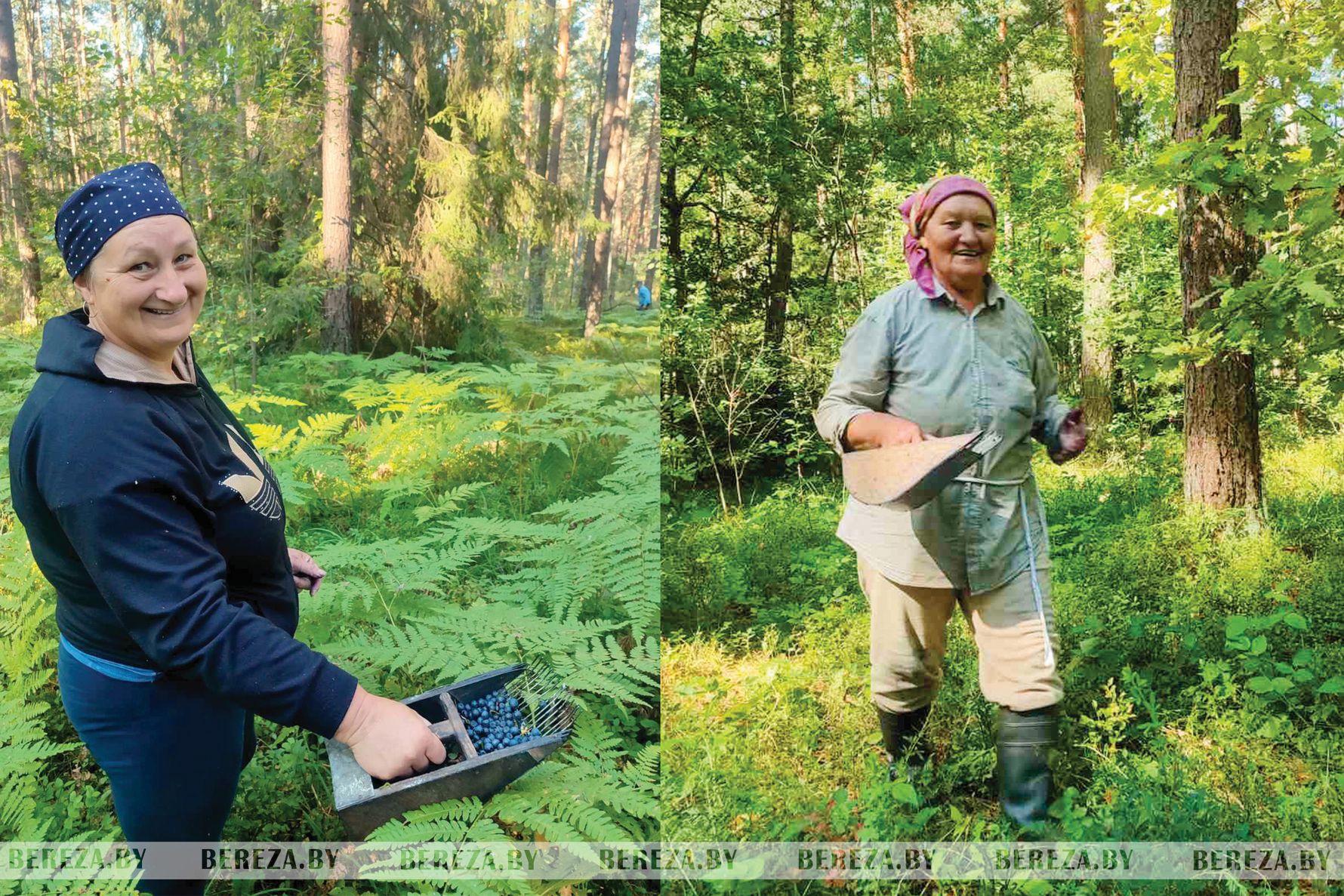 Надо знать места: съездили в лес и посмотрели урожай черники