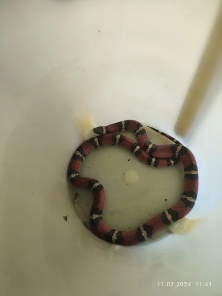 В столичный двор заползла змея, внешне похожая на заморскую ядовитую