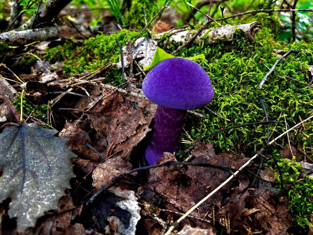 В Беларуси нашли фиолетовый гриб