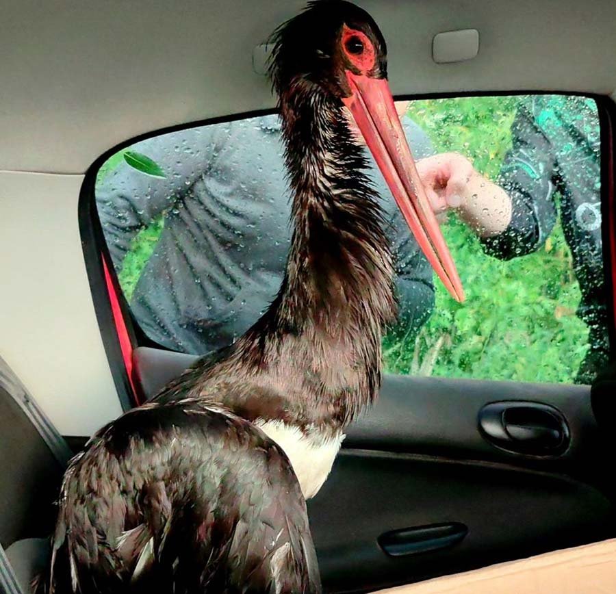 Белорусы спасли раненого черного аиста