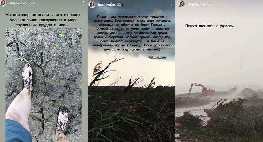 Белорусы спасли раненого черного аиста