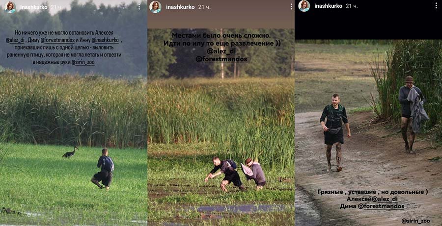 Белорусы спасли раненого черного аиста