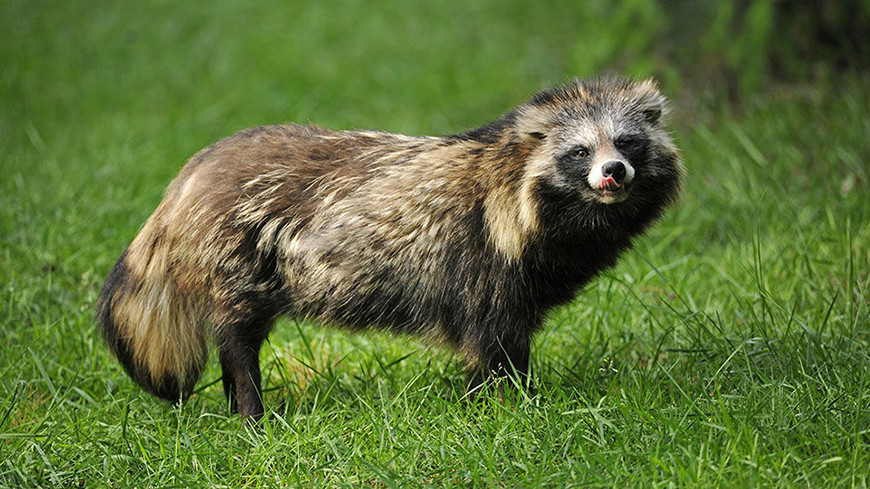 Неожиданный сосед. Как белорусы спасли енотовидную собаку из подвала многоэтажки