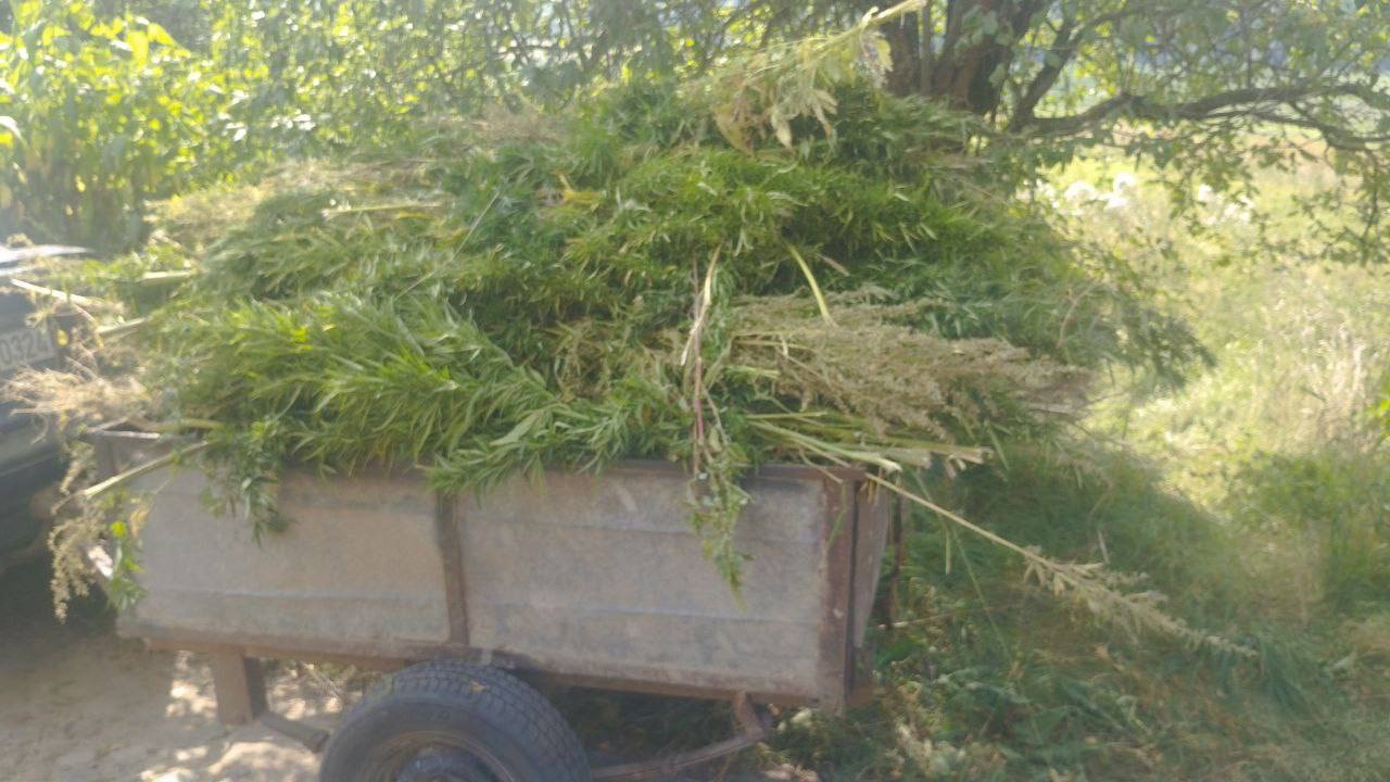 170 кг дикорастущей конопли обнаружили на участке 84-летнего дедушки