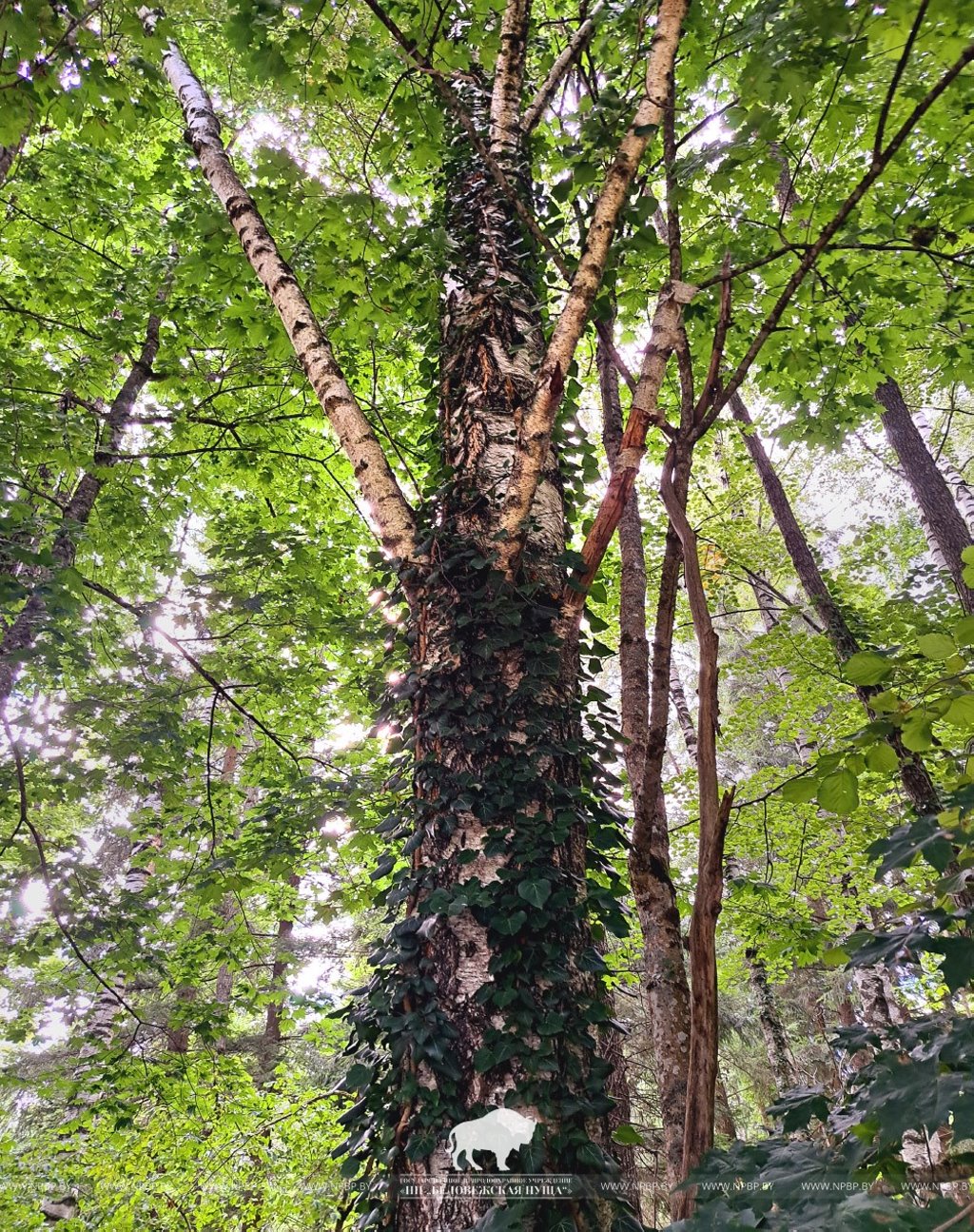 В Беловежской пуще этим летом зацвел редкий плющ