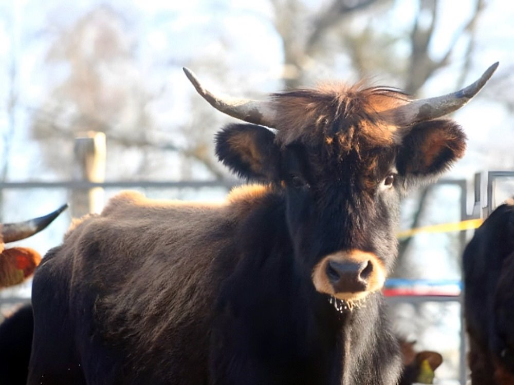 Новые жители в парке животных: бык хека, капибары, тарпановидные лошади, макак лапундер и др.