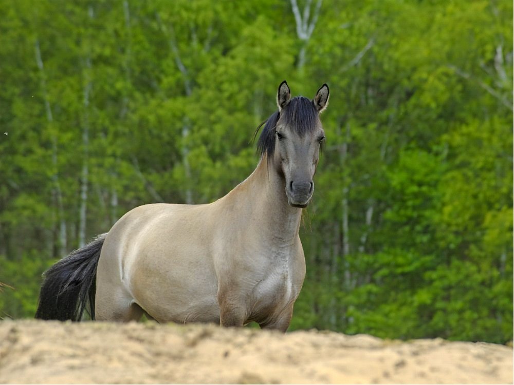 Новые жители в парке животных: бык хека, капибары, тарпановидные лошади, макак лапундер и др.