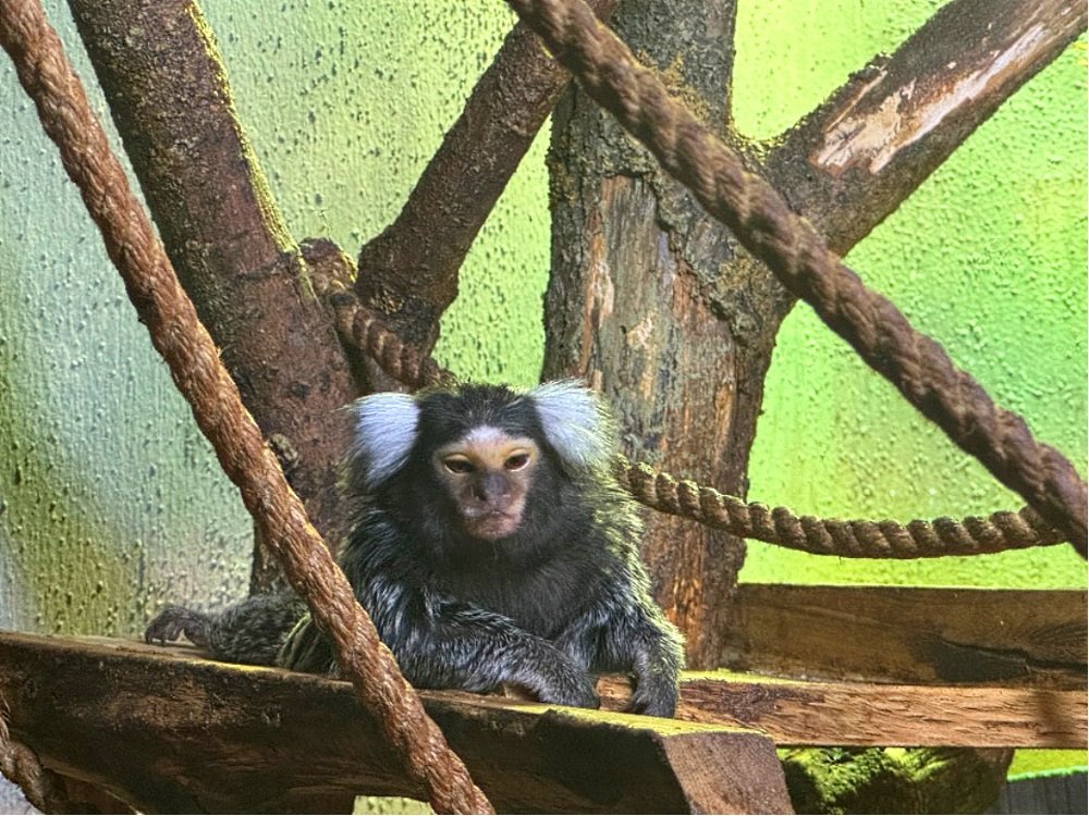 Новые жители в парке животных: бык хека, капибары, тарпановидные лошади, макак лапундер и др.