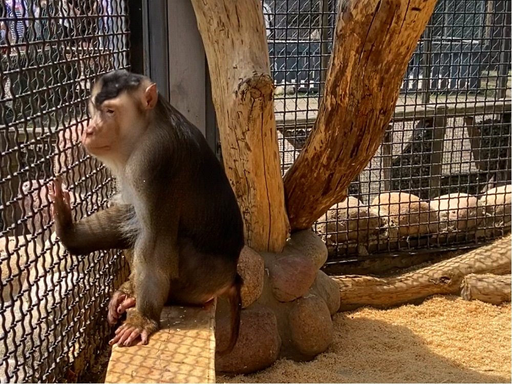 Новые жители в парке животных: бык хека, капибары, тарпановидные лошади, макак лапундер и др.