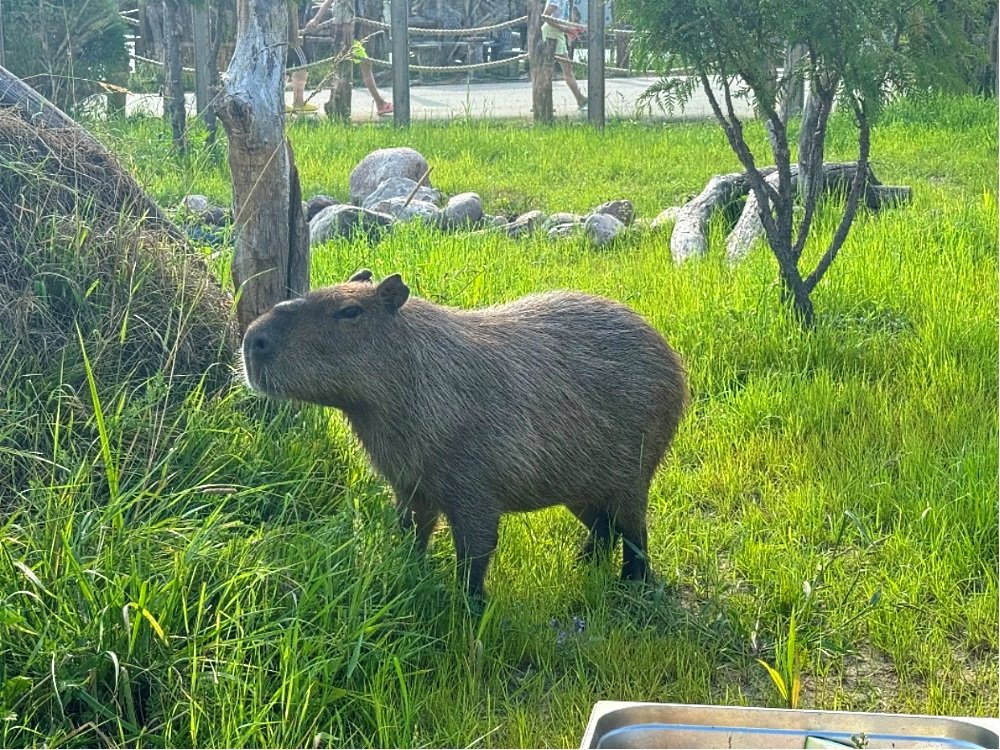 Новые жители в парке животных: бык хека, капибары, тарпановидные лошади, макак лапундер и др.