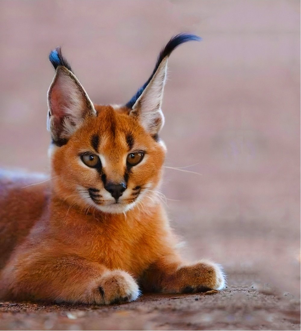 Новые жители в парке животных: бык хека, капибары, тарпановидные лошади, макак лапундер и др.