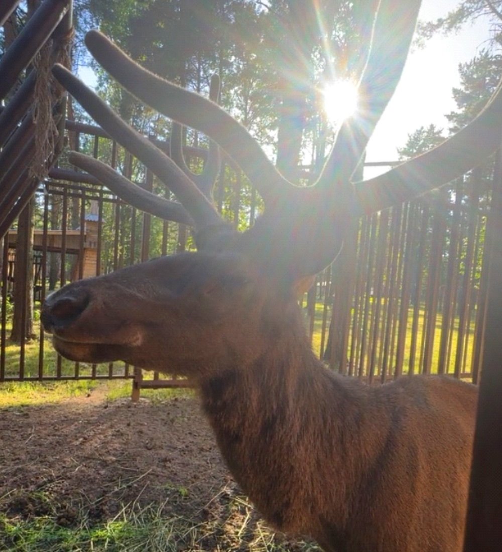 Новые жители в парке животных: бык хека, капибары, тарпановидные лошади, макак лапундер и др.