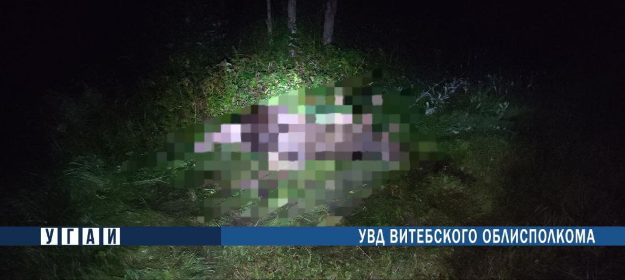 Мотоциклист столкнулся с лосем, оба погибли