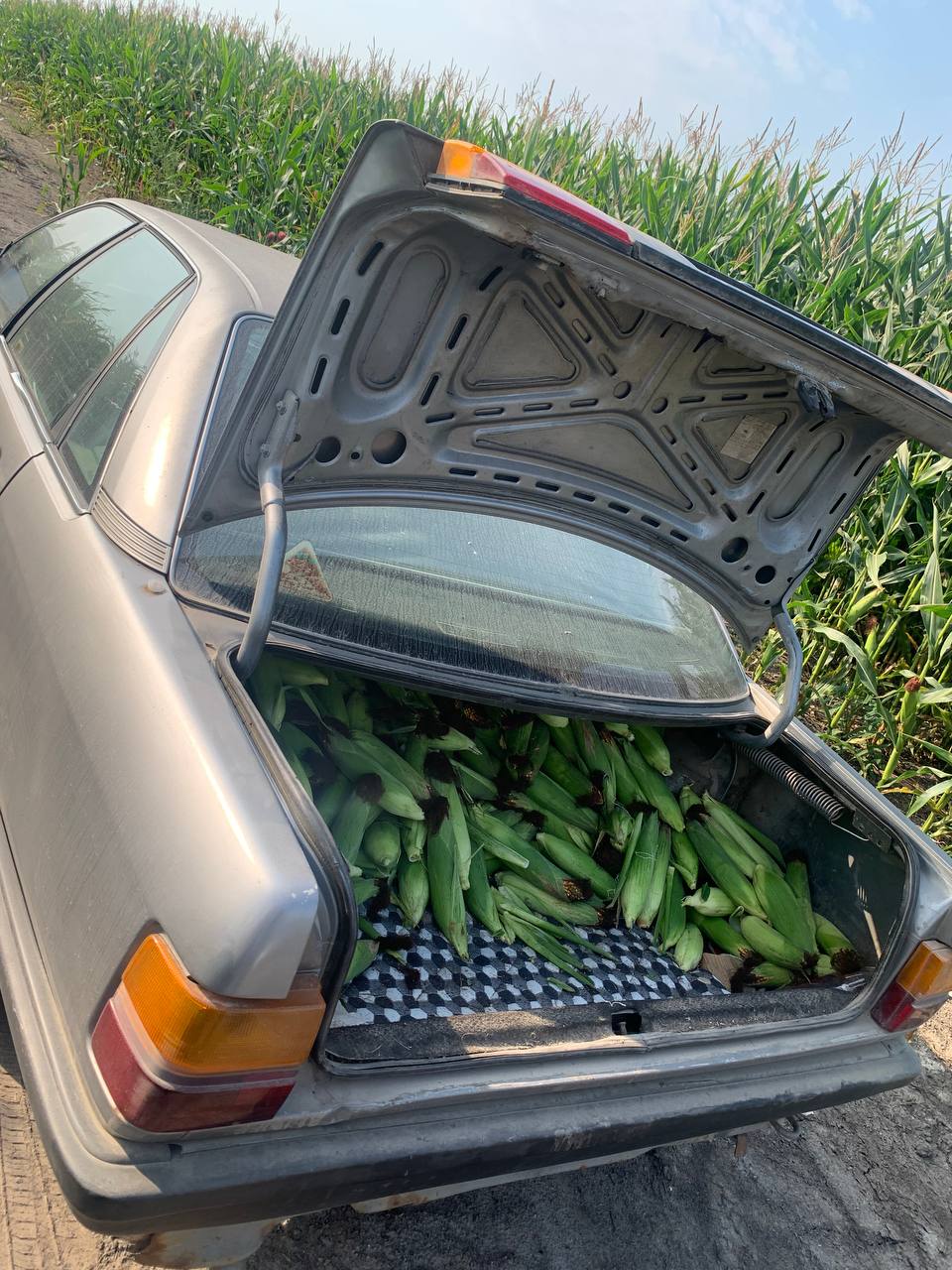 В багажнике была кукуруза. В Брестской области сотрудники ГАИ проверили Audi